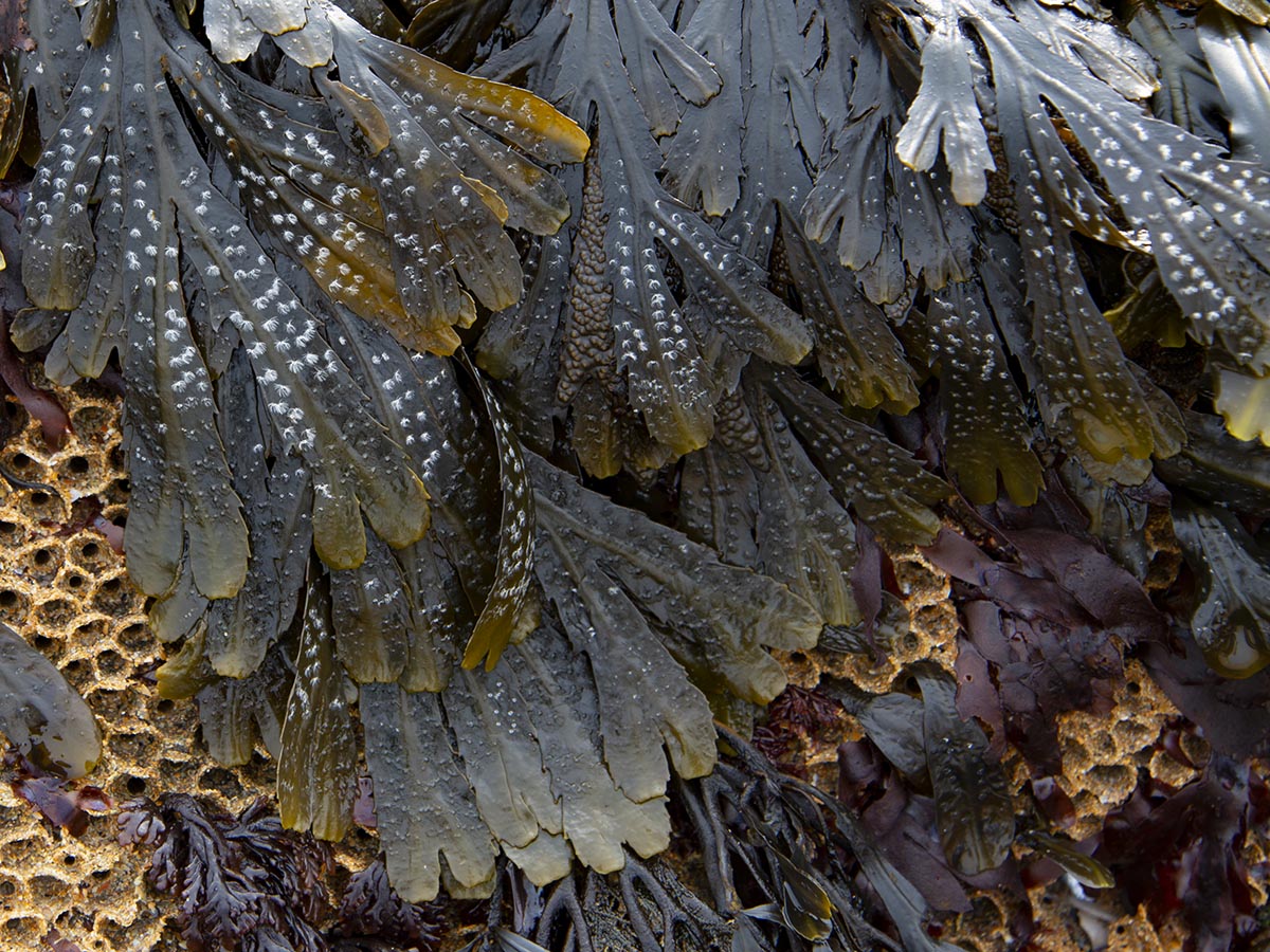 Fucus serratus